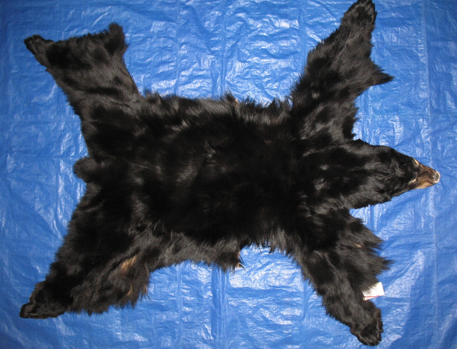 Tanned Complete Black Bear Hides, Furs, Pelts, Skins for sale by www