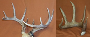 White Tail Deer Antler picture