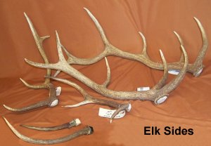 Elk antler picture