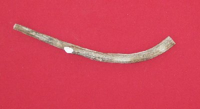 Picture of this lot Axis Deer Antlers