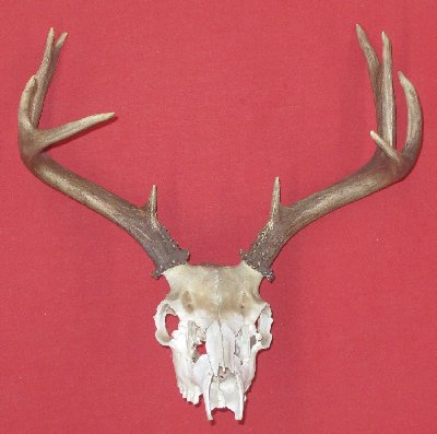 Picture of this lot Antlers - Black Tail Deer Sets