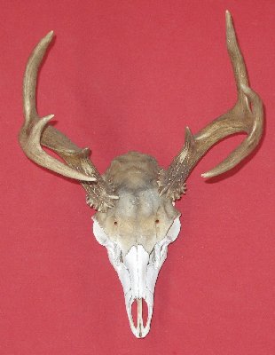 Picture of this lot Antlers - Black Tail Deer Sets