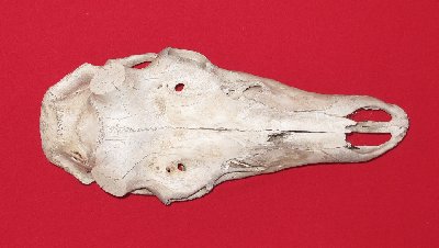 Picture of this lot Elk Skulls