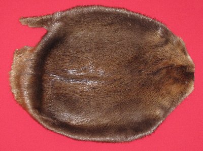 Picture of this lot Tanned Round Beaver Hides, Furs, Pelts, Skins