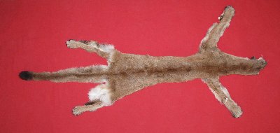 Picture of this lot Tanned Cougar Mountain Lion Hides, Pelts, Skins