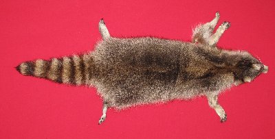 Picture of this lot Tanned Taxidermy Raccoon Hides, Pelts, Skins