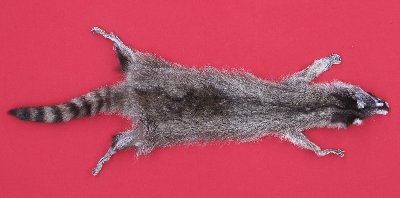 Picture of this lot Tanned Taxidermy Raccoon Hides, Pelts, Skins