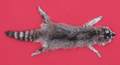 Picture of this lot Tanned Taxidermy Raccoon Hides, Pelts, Skins