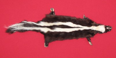 Picture of this lot Tanned Skunk Hides, Furs, Pelts, Skins