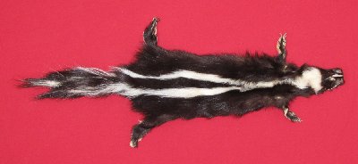 Picture of this lot Tanned Skunk Hides, Furs, Pelts, Skins