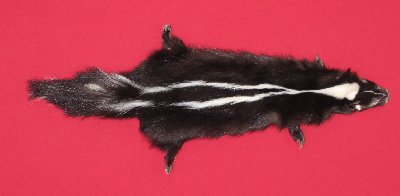 Picture of this lot Tanned Skunk Hides, Furs, Pelts, Skins