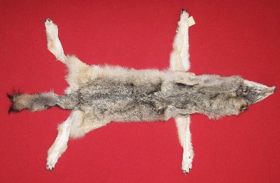 Picture of this lot Tanned Wolf Hides, Pelts, Skins
