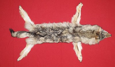 Picture of this lot Tanned Taxidermy Wolf Hides, Pelts, Skins