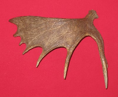 Picture of this lot Moose Antler Sides