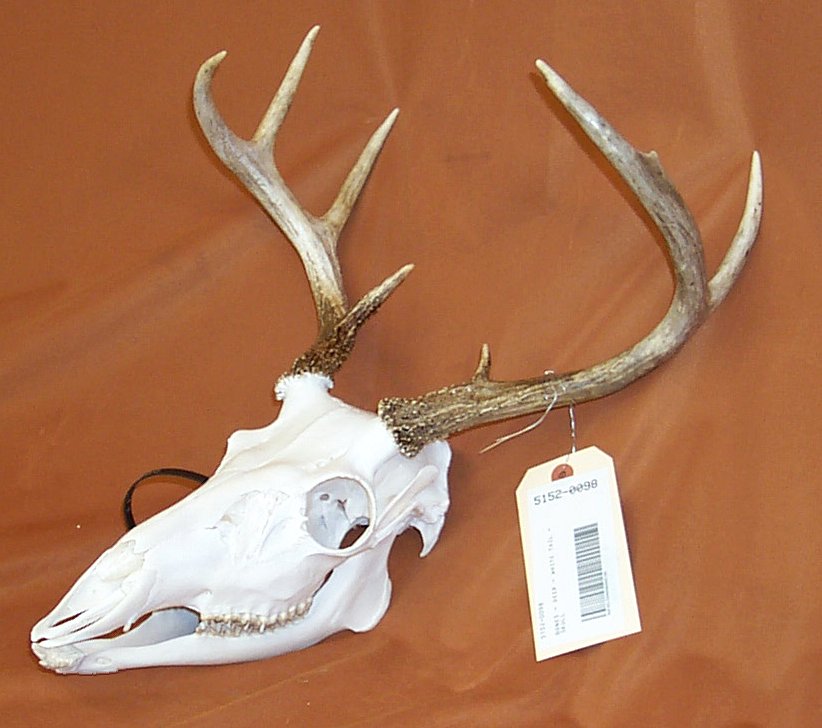 mule deer skull antlers taxidermy 4x4 Details about   deer skull 