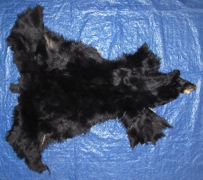 Picture of this lot Tanned No Feet Black Bear Hides, Furs, Pelts, Skins