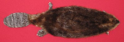 Picture of this lot Tanned Taxidermy Beaver Hides, Furs, Pelts, Skins
