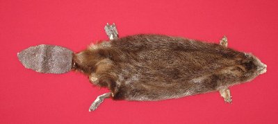 Picture of this lot Tanned Taxidermy Beaver Hides, Furs, Pelts, Skins