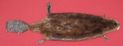 Picture of this lot Tanned Cased Beaver Hides, Furs, Pelts, Skins