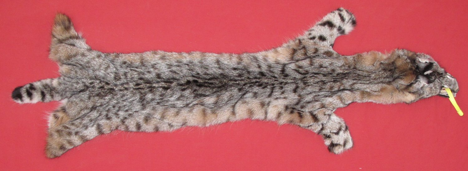 1 Bobcat SOFT tanned fur hide/ Garment tanned/ Tubed hide 