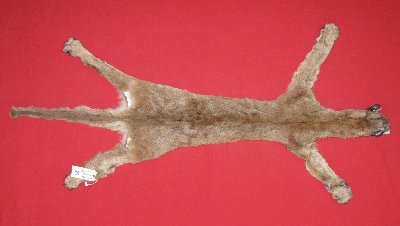 Picture of this lot Tanned Cougar Mountain Lion Hides, Pelts, Skins