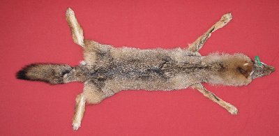 Picture of this lot Tanned Taxidermy Coyote Hides, Pelts, Skins