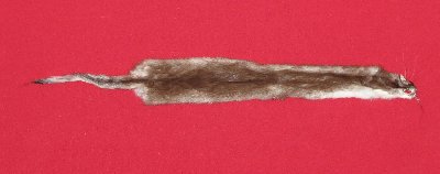 Picture of this lot Tanned Ermine / Weasel Hides, Furs, Pelts, Skins