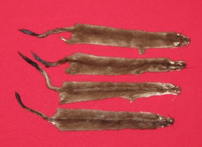 Picture of this lot Tanned Ermine / Weasel Hides, Furs, Pelts, Skins