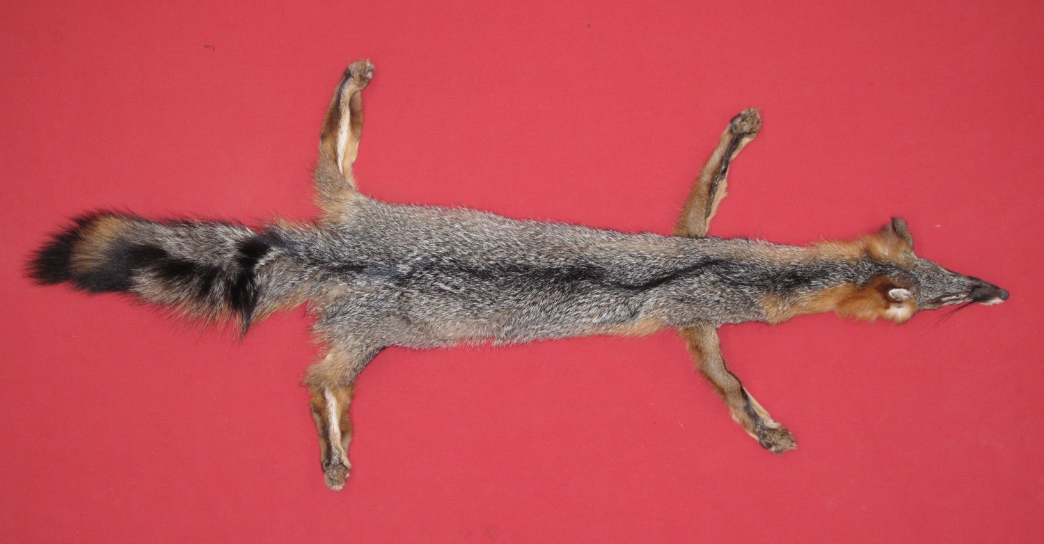 Tanned Taxidermy Grey Fox Hides Furs Pelts Skins For By Www Tanned Taxidermy Grey Fox Hides Furs Pelts Skins For By Www Hideandfur