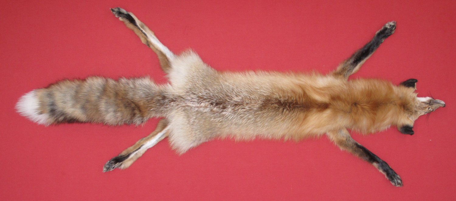 Tanned #1 Red Fox Hides/Furs/Trapping/Taxidermy/Crafts/Freshly tanned/USA furs 