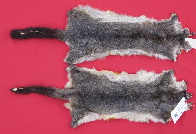 Picture of this lot Tanned Furs - Australian Opossum