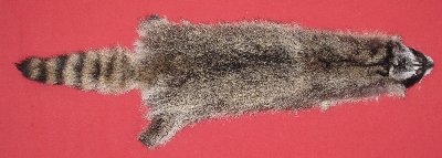 Picture of this lot Tanned Raccoon Hides, Pelts, Skins