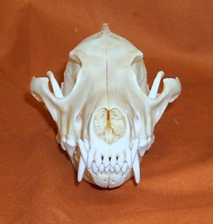 25 COYOTE TEETH DRILLED CRAFTS BEADS JEWELRY SKULL TAXIDERMY BONES 