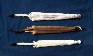 #1 Quality XXL Tanned White Ermine/Weasel/Fur/Crafts/Trapping/Stocking Stuffers 