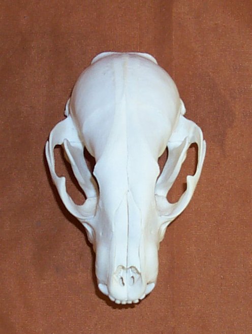 Skelton of an animal found in a park in Washington crossing, PA ...