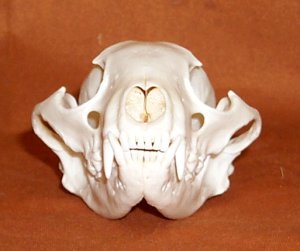 Raccoon Skulls for sale by www.hideandfur.com