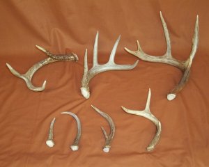 2 lb Deer Antler Assorted Tips 4-6" #1 & #2 antlers 