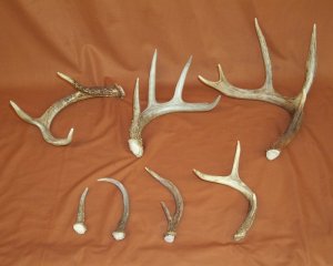 Reindeer Antlers For Sale >> Whitetail Deer Antler Sides For Sale By Www Hideandfur Com Reindeer Antlers For Sale >> Whitetail Deer Antler Sides For Sale By Www Hideandfur Com